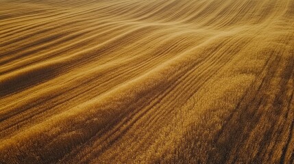 Golden Wheat Field: Aerial View of Rolling Hills