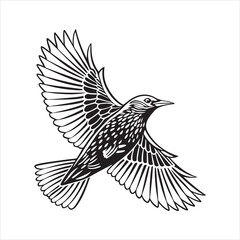 Fototapeta premium European starling line art silhouette