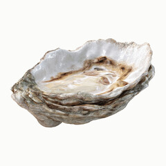 Fresh Oyster in Shell, Close-up Studio Shot
