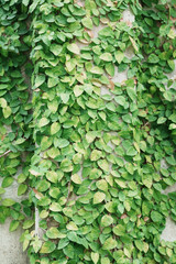 Green climbers growing on mottled walls