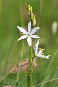 Anthericum liliago flower in its natural habitat, bathed in warm evening light.