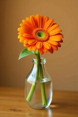 Vibrant orange gerbera daisy in simple glass vase, wooden table, khaki backdrop , table, nature, composition