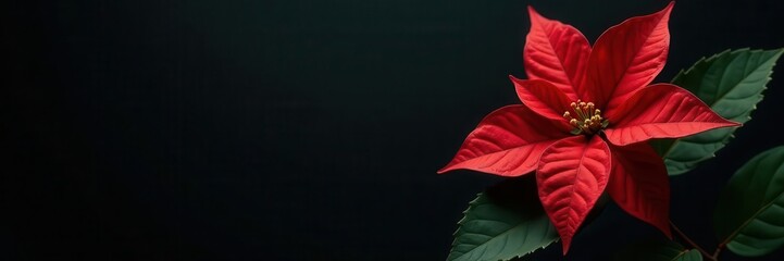 Black background, minimal poinsettia, fir branch, elegant copy space , dark, holiday