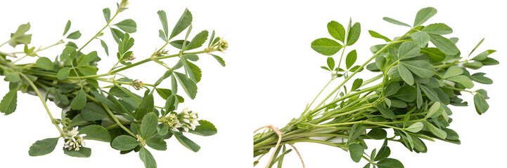 Fenugreek 