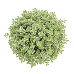 Naklejka premium Top View of Vibrant Coleus Plant with Purple, Red, and Lime Green Leaves in transparent background