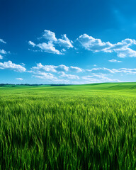 green field and blue sky, Lush Green Soybean Plantation Field Background for Agriculture and Nature Projects