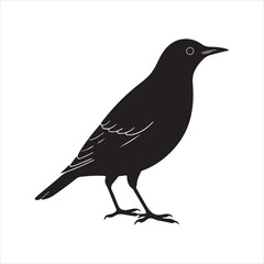 Obraz premium European starling line art silhouette