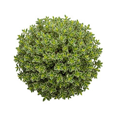 Obraz premium Variegated Euonymus Hedge Plant in Outdoor Garden Landscape in transparent background