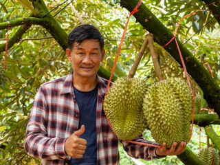 Proud Farmer Holding Ripe Durian Fruit in Orchard During Harvest Season in Tropical Agricultural Setting