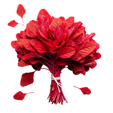 Amaranth Leaves (Lal Shak) Bunch Tied with White String in transparent background