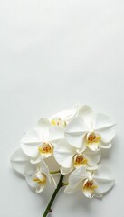 Fototapeta premium Elegant white orchids arranged on white, flat lay , white orchid, clean, flatlay