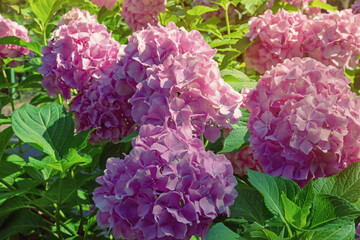 Pink flowers of Hydrangea macrophylla in garden on sunny day