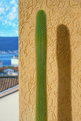 Golden Torch cactus ( Echinopsis Spachiana ) near wall on sunny day against Mediterranean landscape