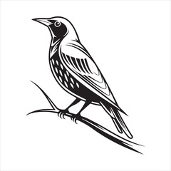 Obraz premium European starling line art silhouette
