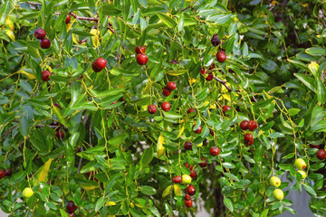 Jujube tree with leaves and fruit with different type of ripeness. Ziziphus jujuba