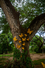 Obraz premium hotel EL MAMEY ubicado en la troncal del caribe, antes de llegar a Mingueo, saliendo desde Riohacha. un lugar muy agradable para pasar el dia. Mingueo, la guajira, Colombia. junio 3 de 2025