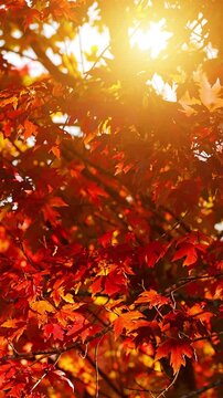 Background of maple trees with colorful autumn leaves blowing in a gentle breeze. Vertical video.