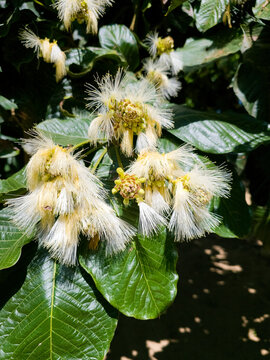 La imagen muestra flores del &aacute;rbol de Guama, tambi&eacute;n conocido como Pacay o Inga (Inga edulis o Inga feuilleei). Este &aacute;rbol leguminoso es nativo de Am&eacute;rica del Sur y Central y se cultiva por sus vainas