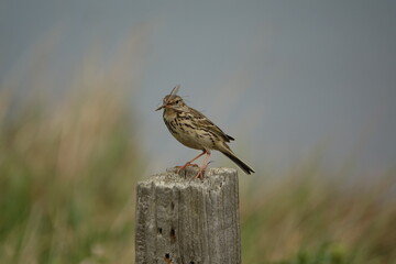 meadow pipit (Anthus pratensis) beautiful British wild birds