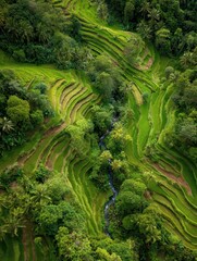 Lush green rice terraces winding through a valley.