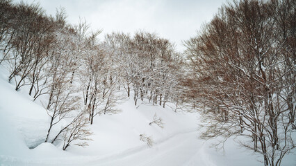 Bare trees standing quietly in deep white snow at Ishiuchi Maruyama, Japan. A minimal and poetic winter landscape that conveys solitude, calm, and the gentle silence of nature in cold season.