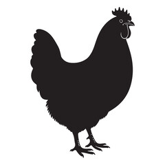 Rooster and hen isolated on white background with detailed feathers and farm animals