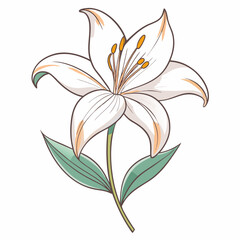 vector illustration of lily flower