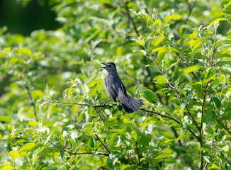 Northern Mockingbird singing