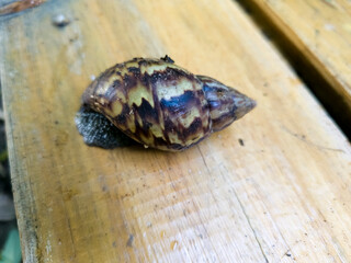 El caracol gigante africano es una especie de caracol terrestre de la familia Achatinidae, en el orden Stylommatophora.​ Estos caracoles se encuentran frecuentemente en jardines y cultivos, donde s