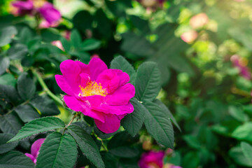 Vibrant pink wild rose in full bloom with green foliage