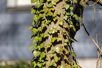 Natural climbing plant: Beautiful ivy, Hedera pastuchovii, on the tree