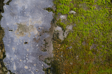 Concrete Slab Covered with Green Moss