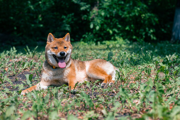 Happy Shiba Inu dog relaxing in the park
