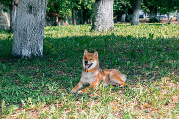 Happy Shiba Inu dog relaxing in the park