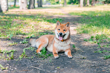 Happy Shiba Inu dog relaxing in the park