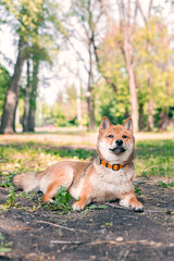 Happy Shiba Inu dog relaxing in the park