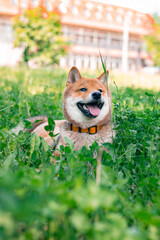 Happy Shiba Inu dog relaxing in the park