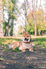 Happy Shiba Inu dog relaxing in the park