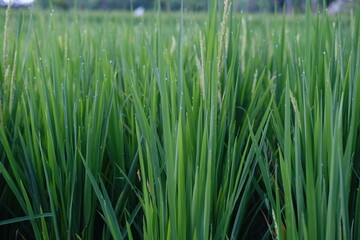 Young green rice shoots growing in field