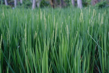 Young green rice shoots growing in field