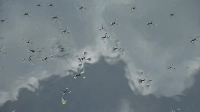 Common water strider (Gerris lacustris) moving on water surface
