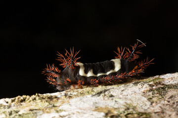Lagarta de pelos vermelhos e corpo preto e branco andando sobre superfície de casca de árvore.   © Luiz Leite