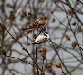 Black capped chicadee hanging from a branch