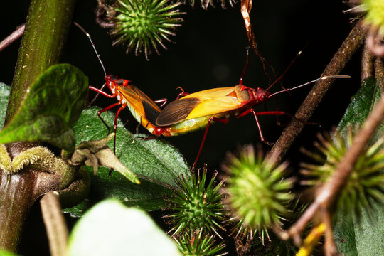 Besouros coloridos pousados em folhas de plantas. 