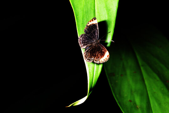 Borboletas e mariposas pousadas em folha de planta. 
