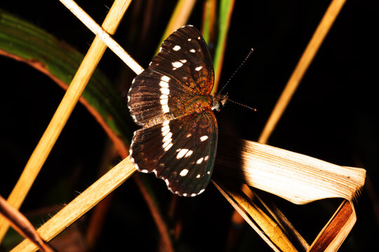Borboletas e mariposas pousadas em folha de planta. 