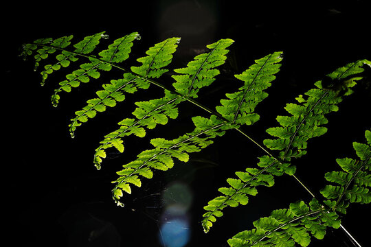 Folha de samambaia, planta ornamental encontrada na flores tropicais brasileiras. 