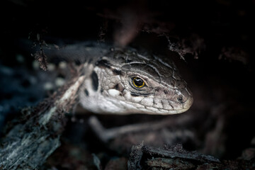 Head of a gray lizard in macro. Small lizard with yellow eyes close up