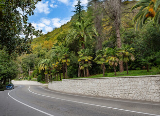 The asphalt road runs through tropical trees, the trunks of which stand in tall columns along the highway. Warm October day