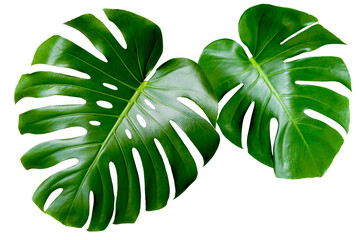 Two tropical leaves monstera isolated on white background. monstera leaf a. Object with clipping path